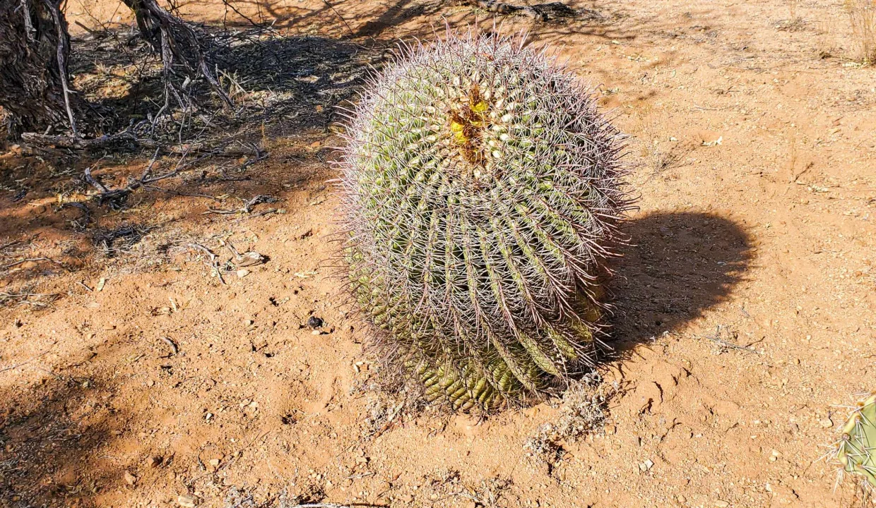 BARREL CACTUS