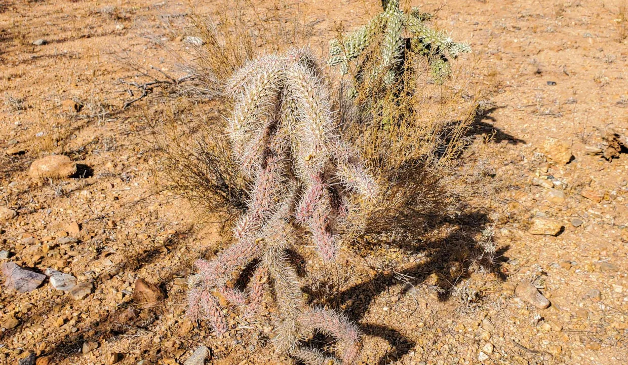 CHOLLA CACTUS