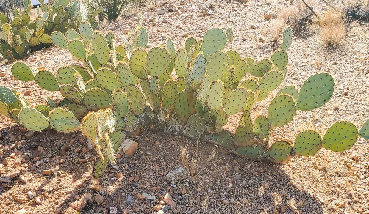 PRICKLY PAIR