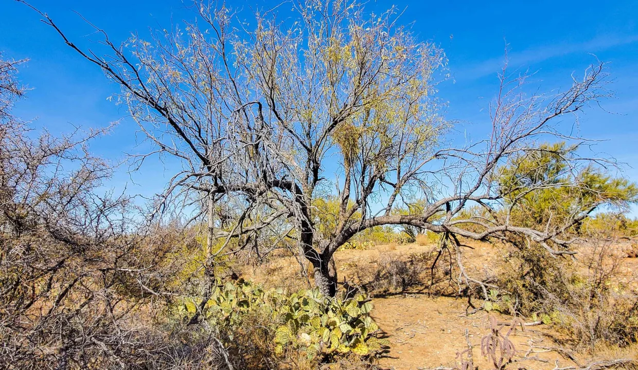 LARGE MESQUITE SW CORNER