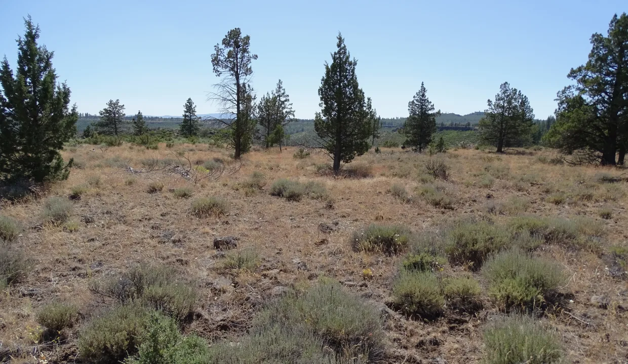 or-pines-area-image-11
