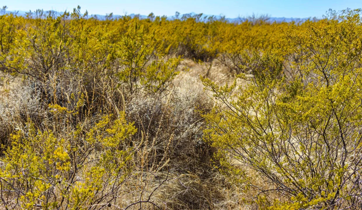 406-30-215 Vegetation