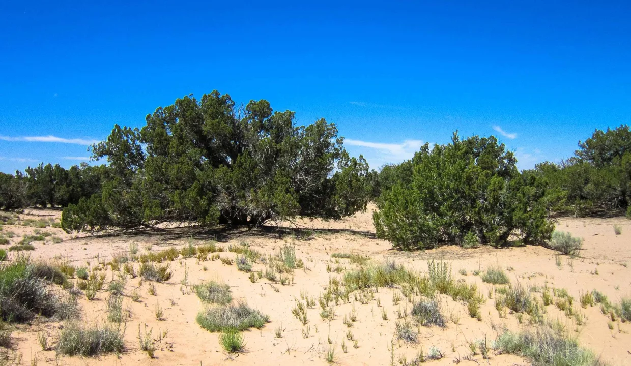 APN 205-83-127 Juniper