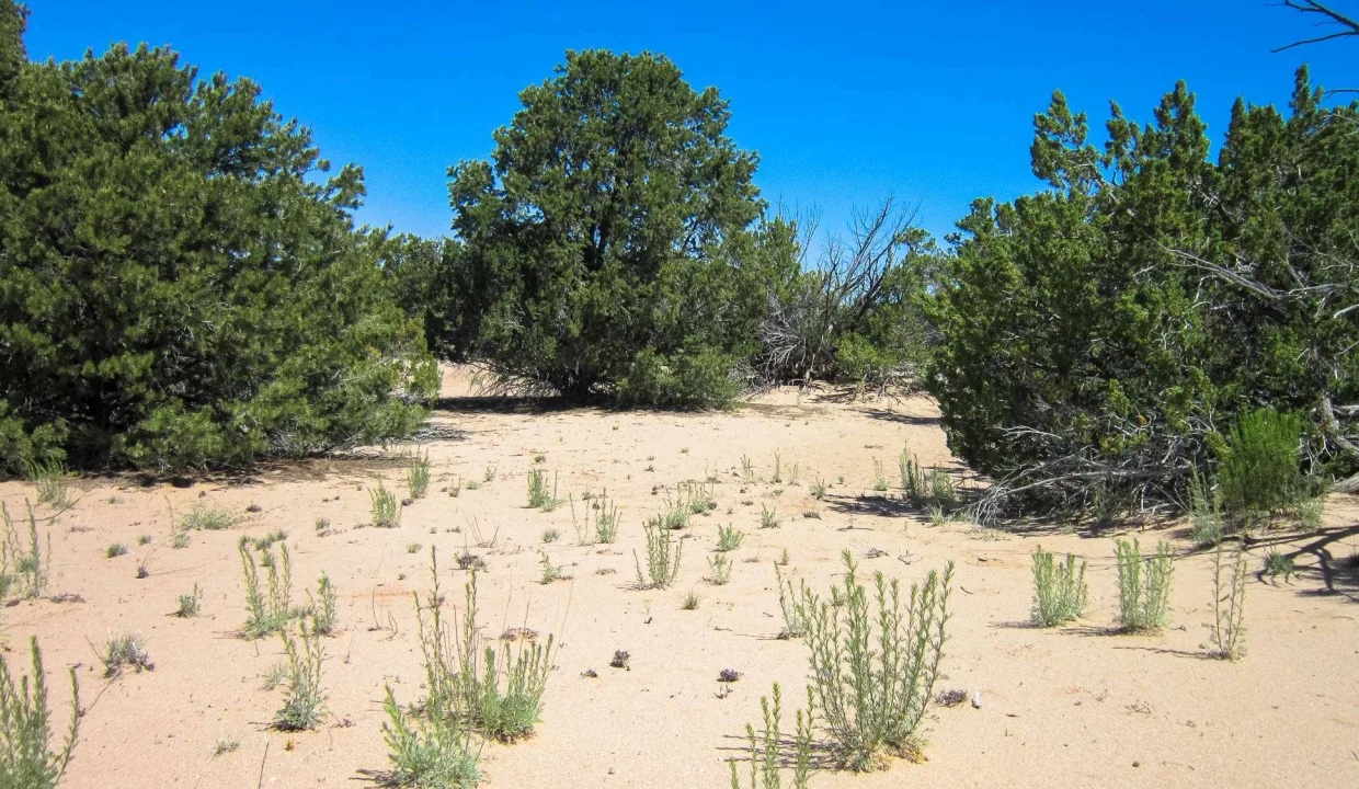APN 205-83-127 Vegetation