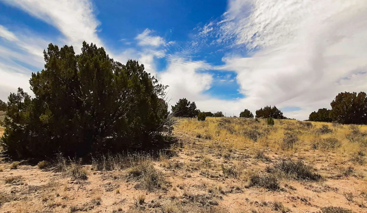 207-27-305 Juniper (2)