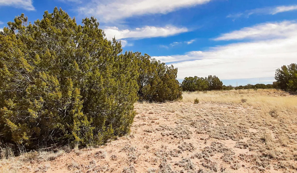 207-27-305 Juniper