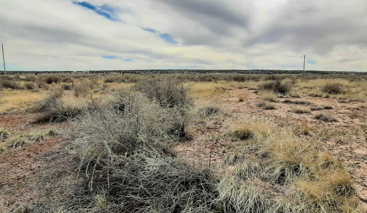 207-63-140 Vegetation (2)