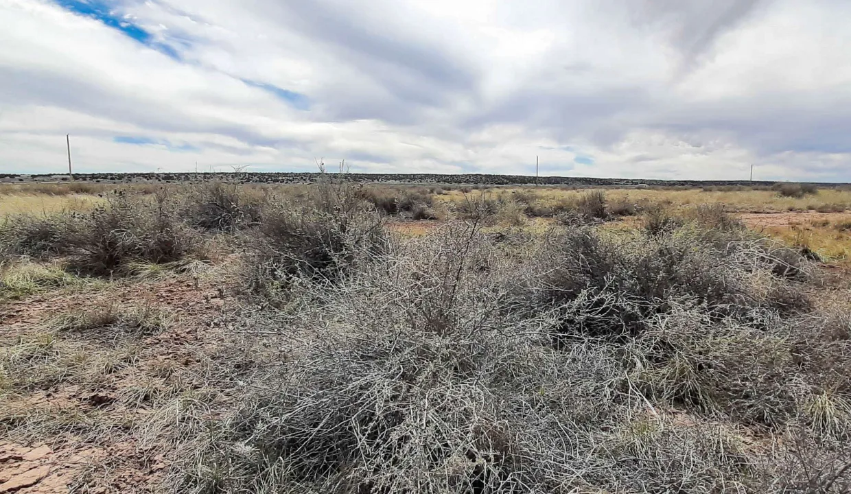 207-63-140 Vegetation