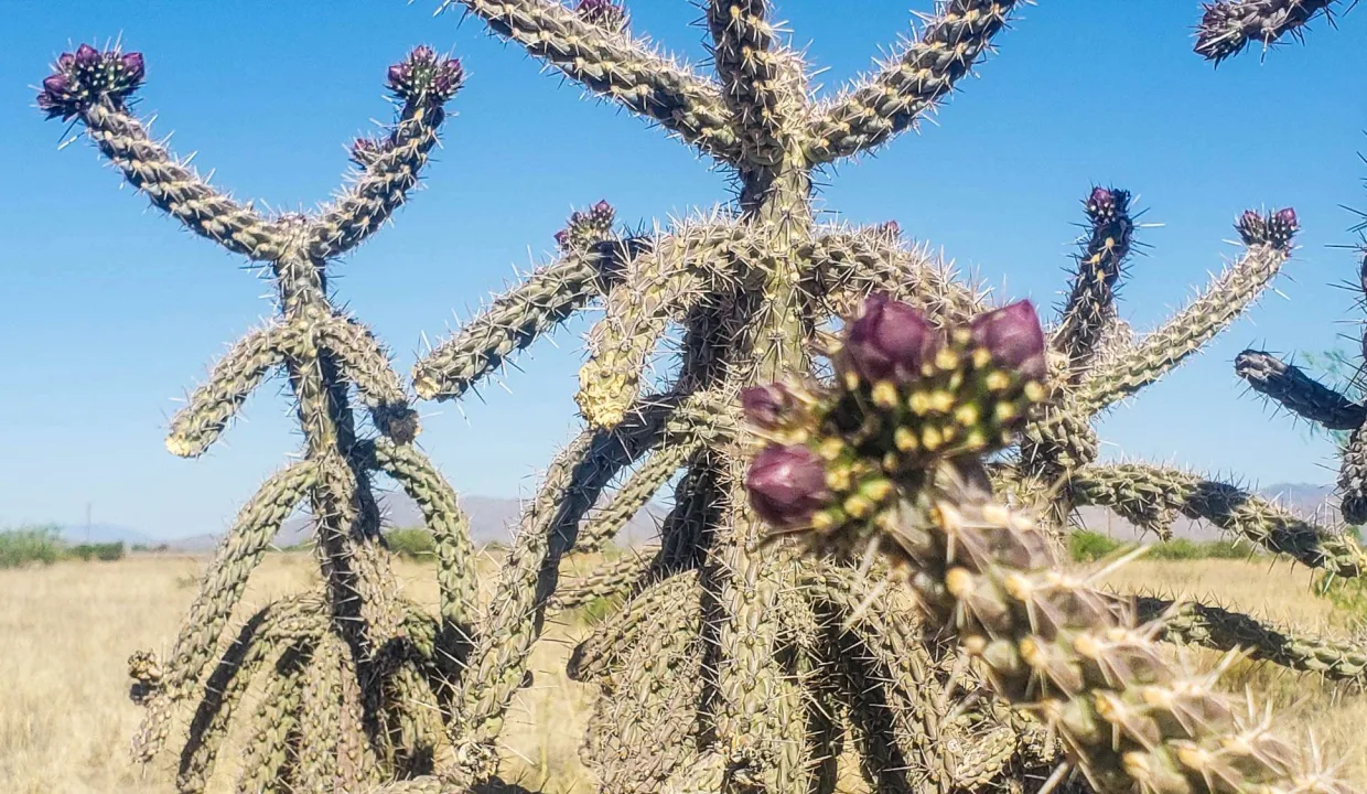 203-58-667-budding cholla 2a