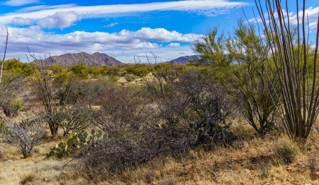 301-66-0930-vegetation
