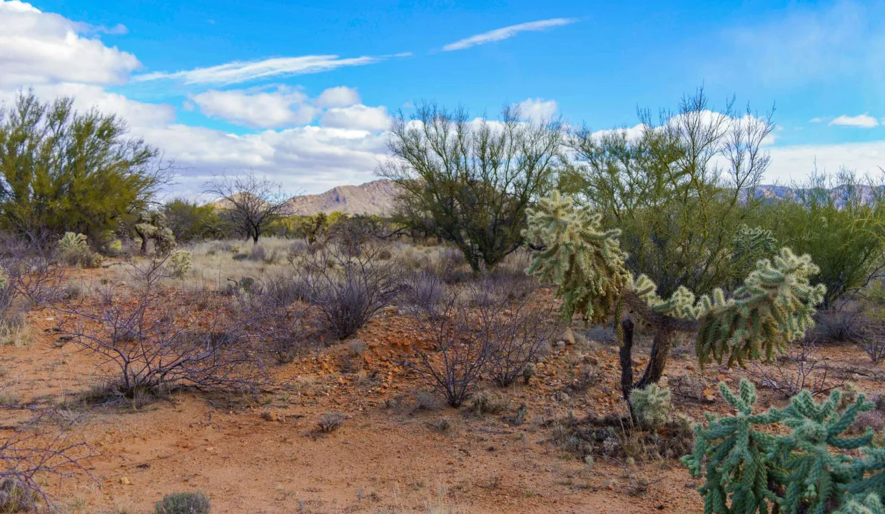 301-66-0940-vegetation 2