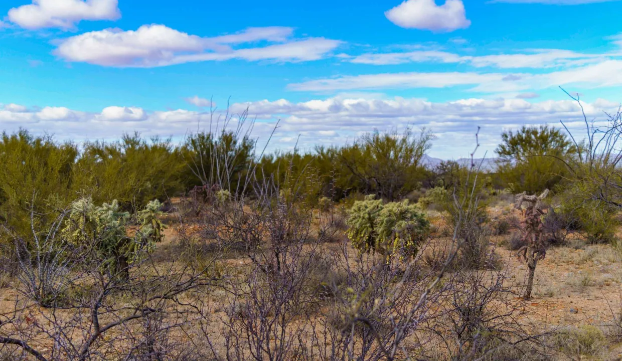 301-66-0940-Vegetation