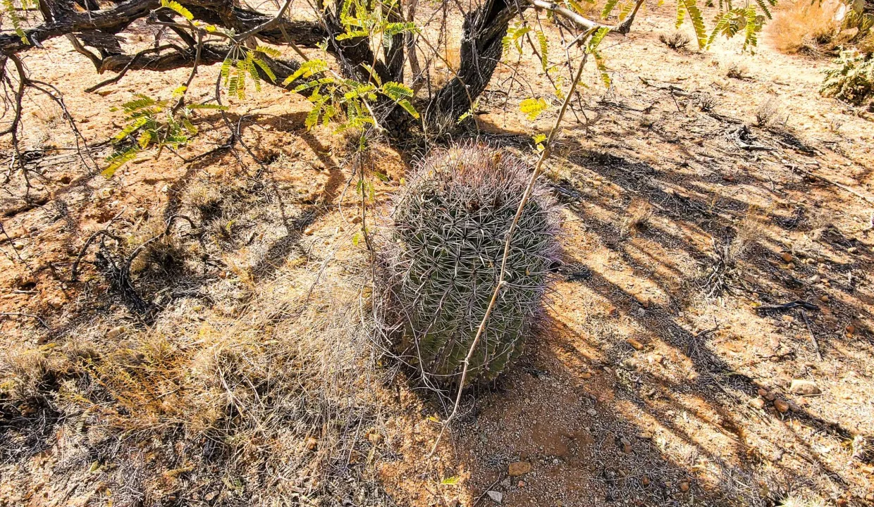 301-70-1280-Barrel Cactus