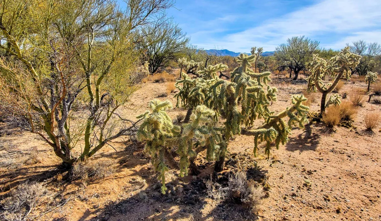 301-70-1280-Cholla and Palo Verde