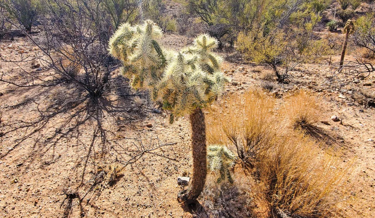 301-70-1280-Cholla Cactus