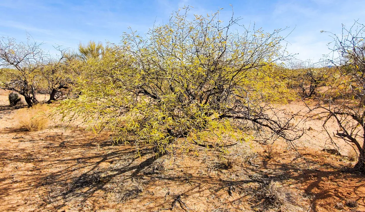 301-70-1280-Mesquite Trees on Property