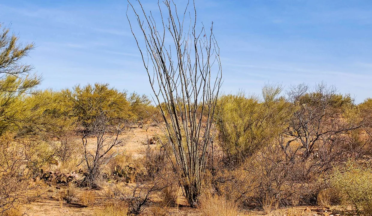 301-70-1280-Ocotillo