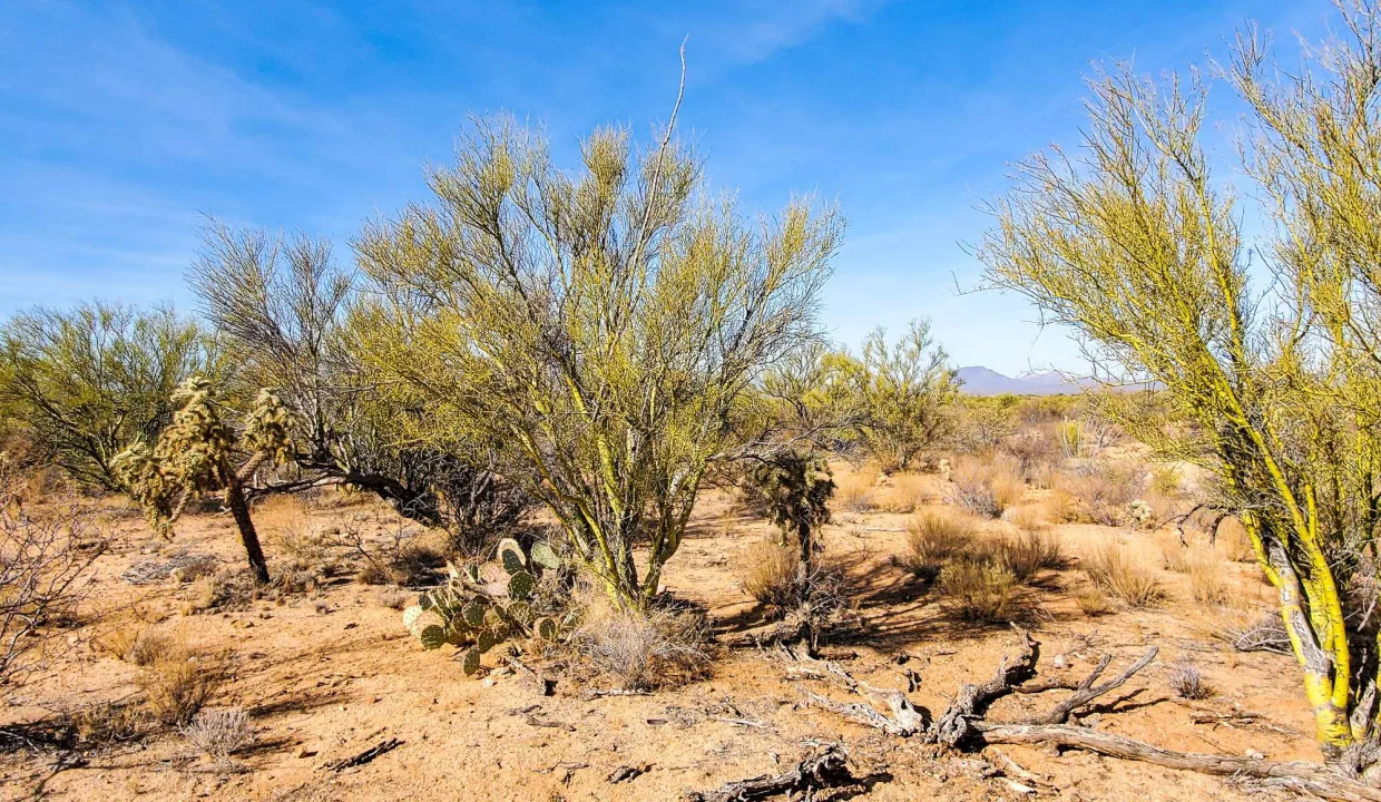 301-70-1280-Palo Verde Trees