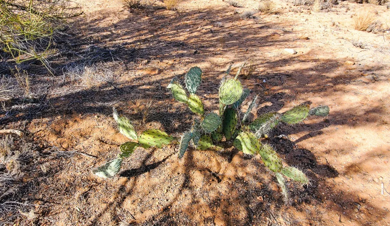 301-70-1280-Prickly Pear
