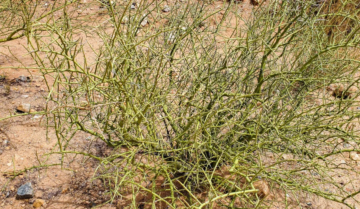 301-70-2160-Baby Palo Verde