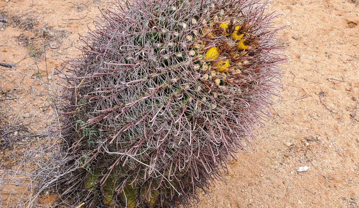 301-70-2160-Barrel Cactus