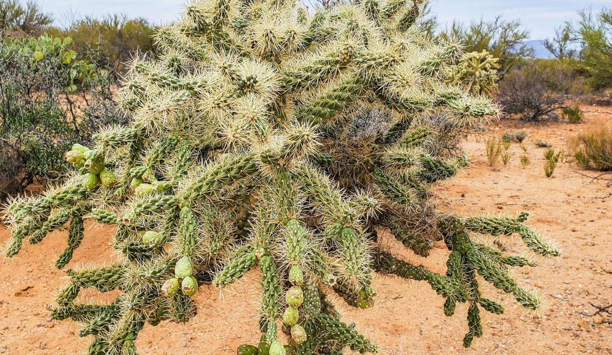 301-70-2160-Cholla with fruit