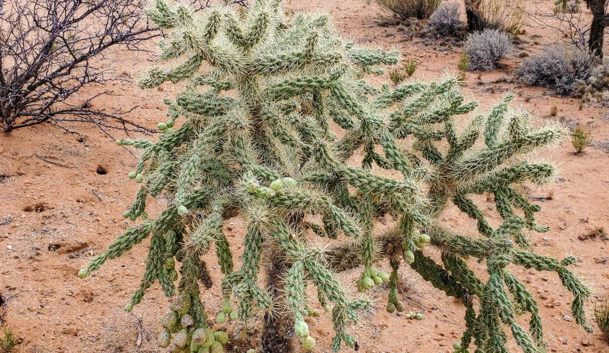 301-70-2160-Jumping Cholla on Property