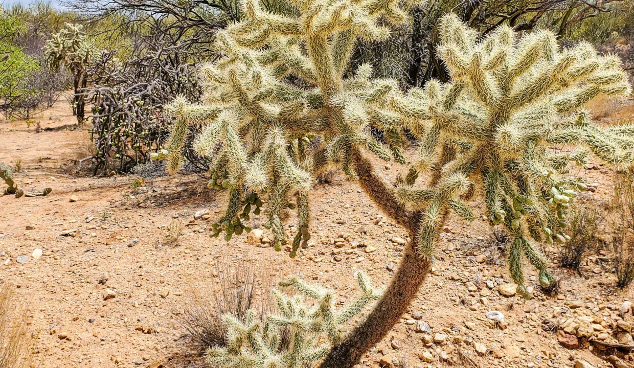 301-70-2160-More Cholla