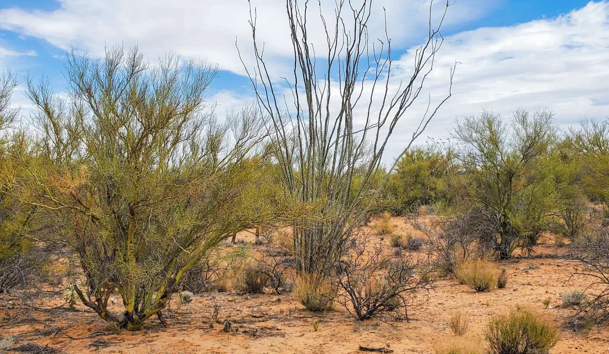 301-70-2160-Palo Verde and Ocotillo