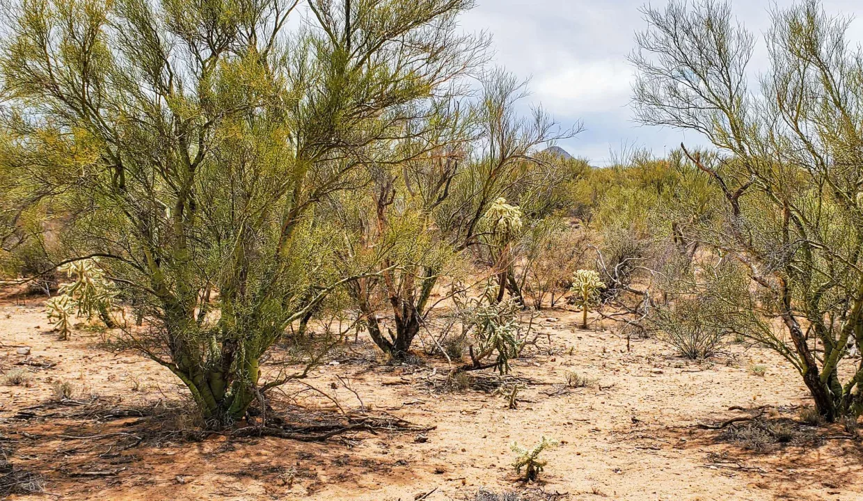 301-70-2160-Palo Verde Trees