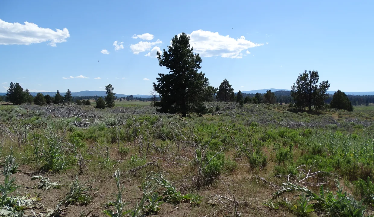 20062-R256494-20 Acres-7