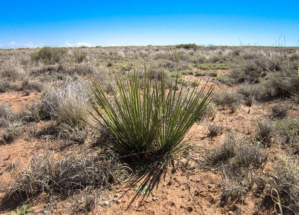 APN 105-23-025 CACTUS