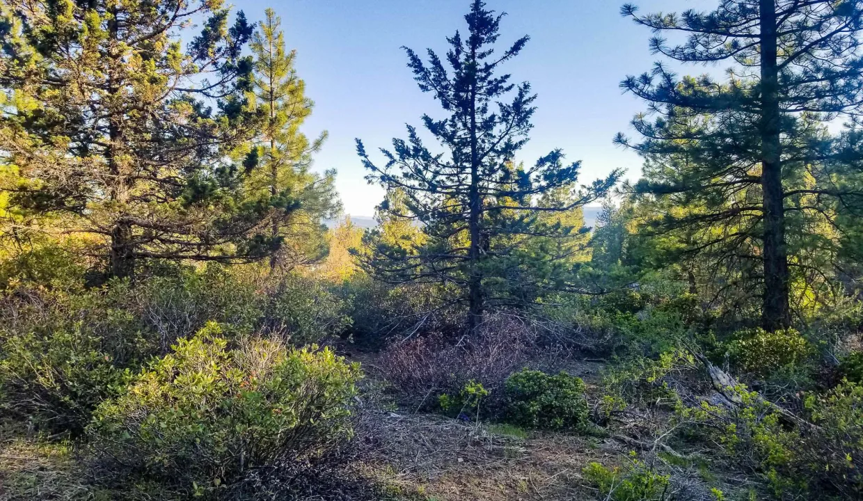 387897 SE Center of Property Looking S
