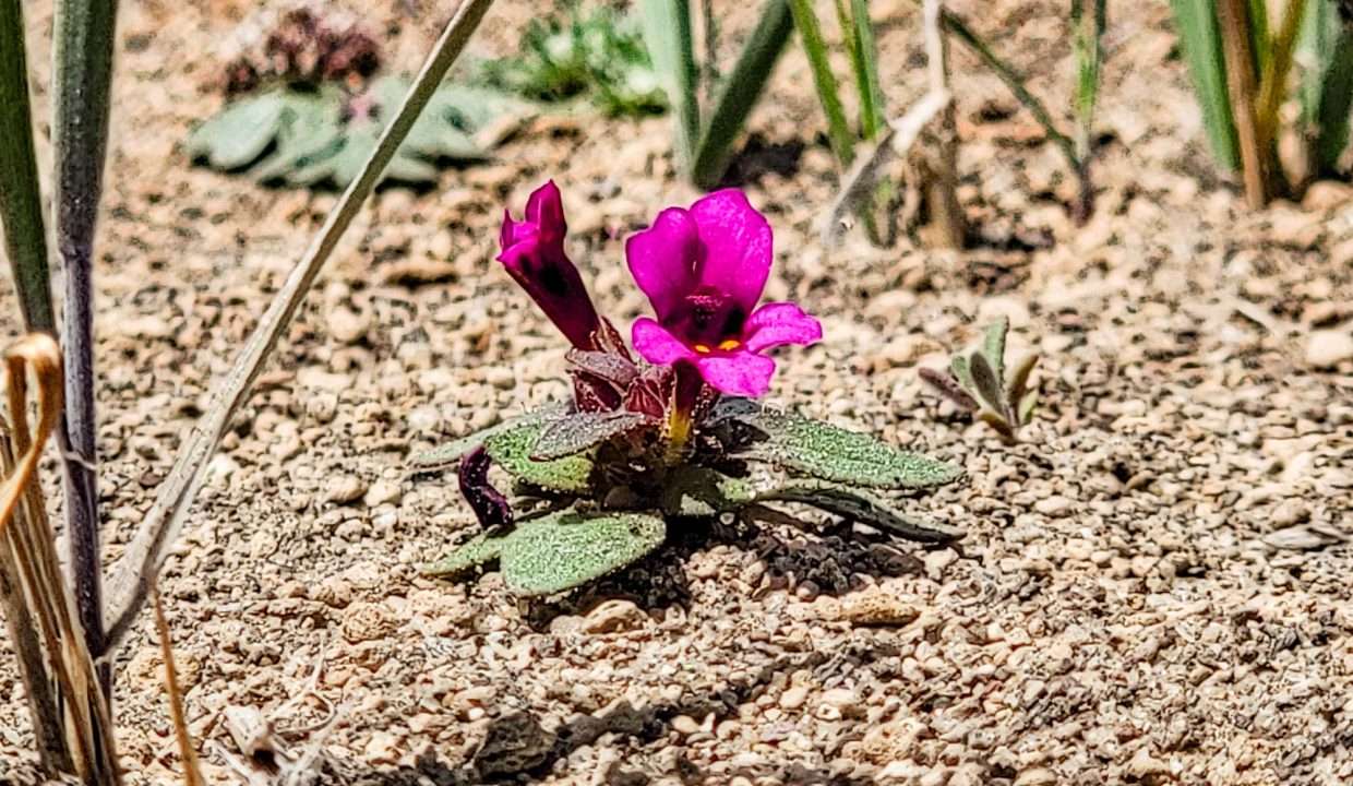 7327-Wildflower