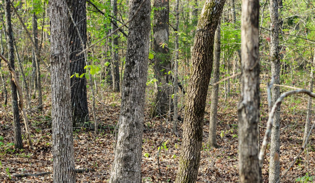 APN 502-00071-000-Looking West