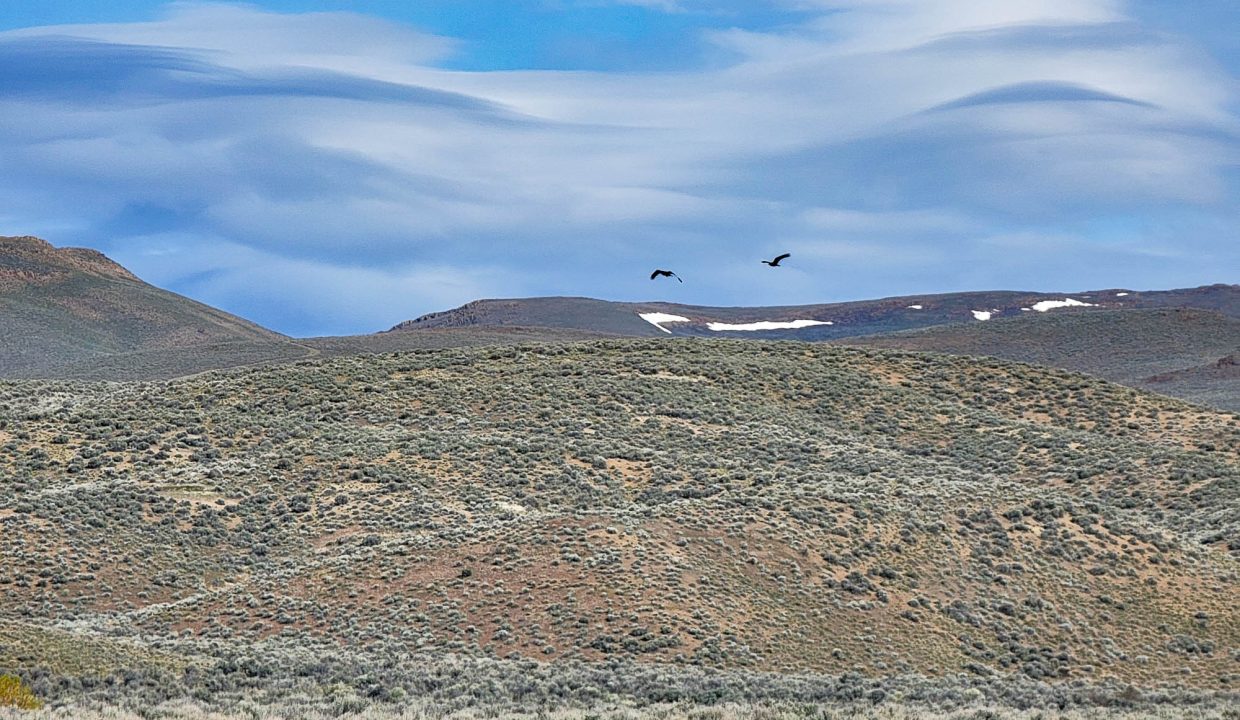 034-005-005 birds to N 2