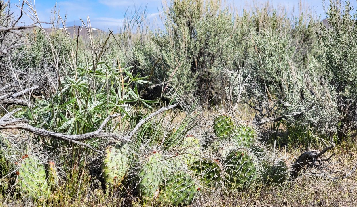 034-005-005 cactus 2