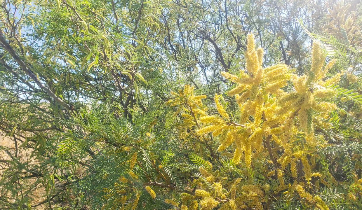 203-58-671-mesquite flowers