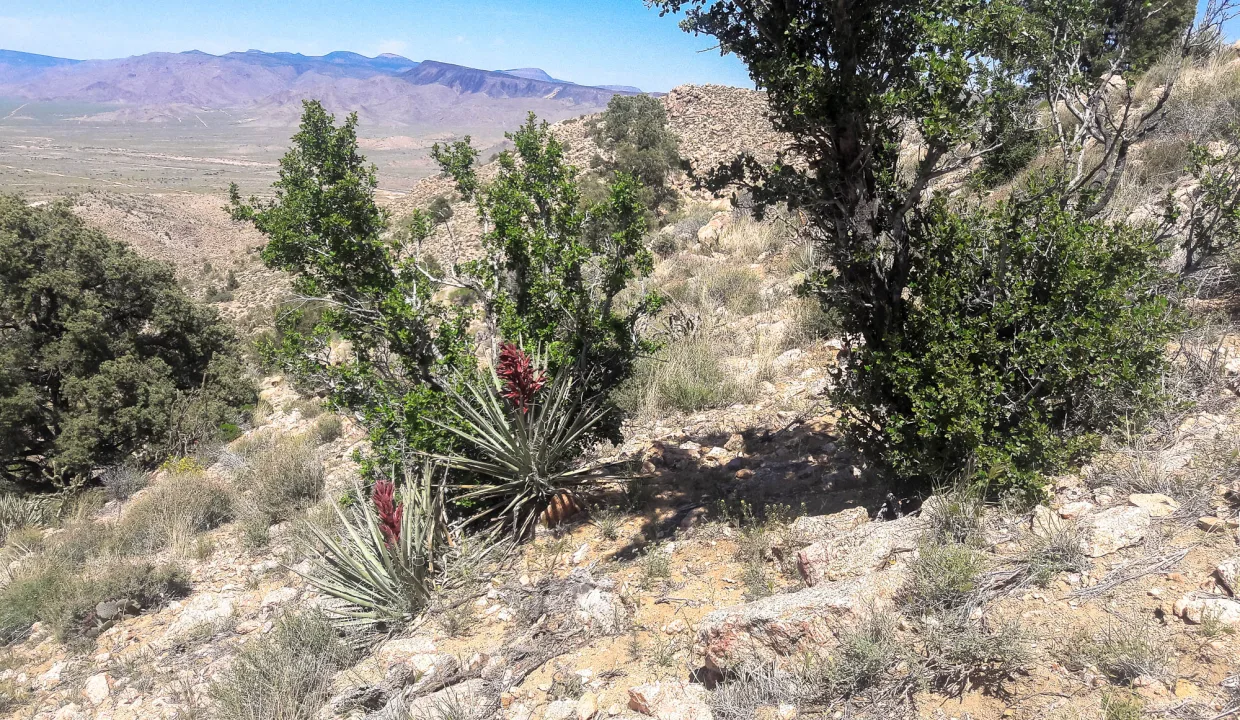 APN313-70-004 (11)VERY ROCKY TERRAIN WITH CACTA, SHRUBS, PINE TREES, GRAZING VEGITATION