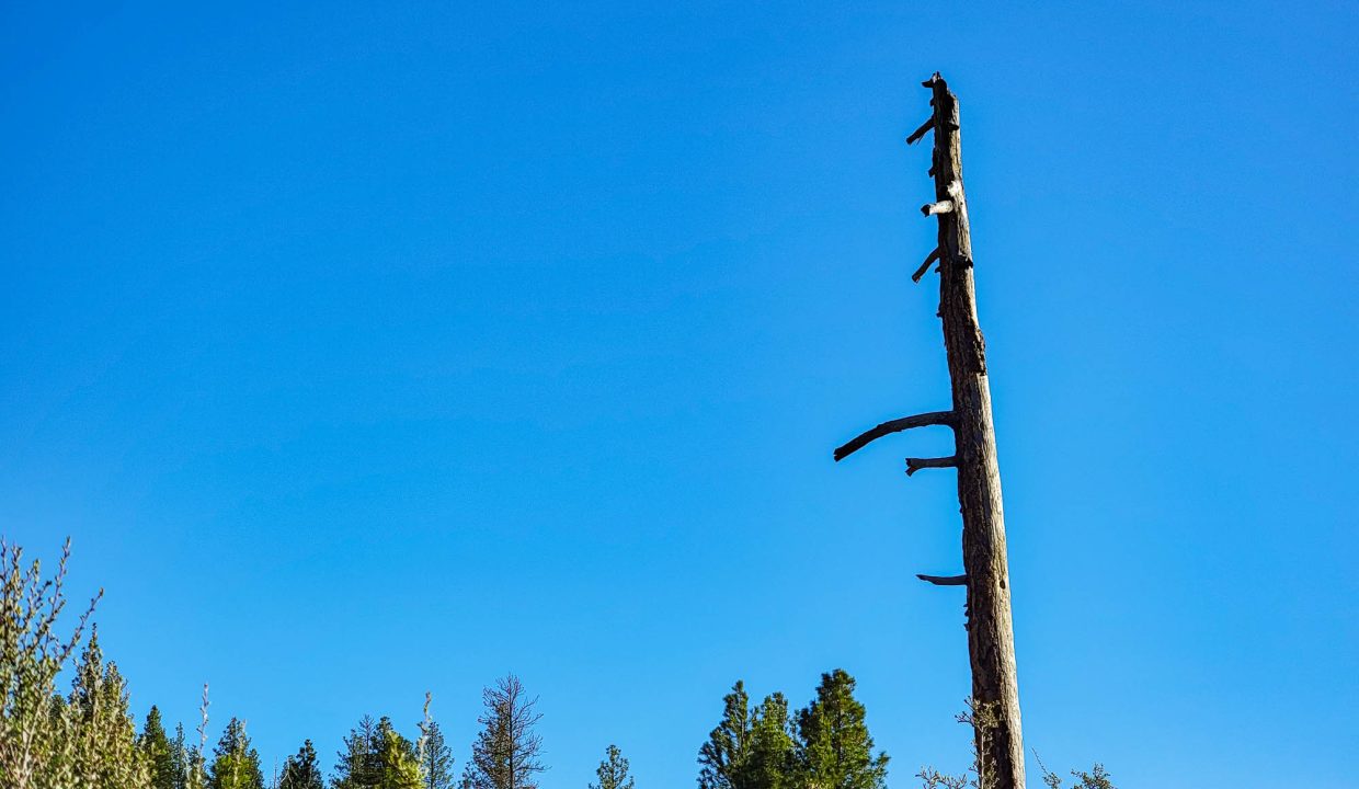 3510-014B0-03700 Lone snag