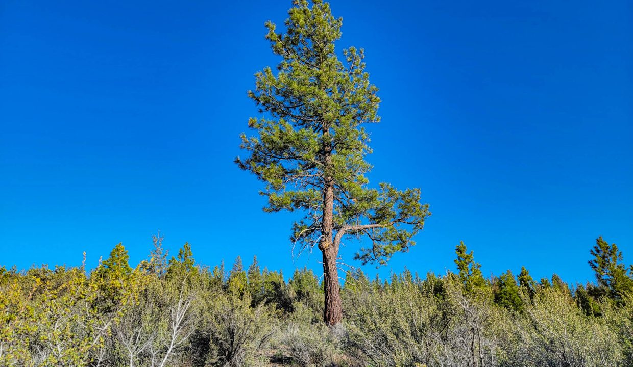 3510-014B0-03700 Lone tree