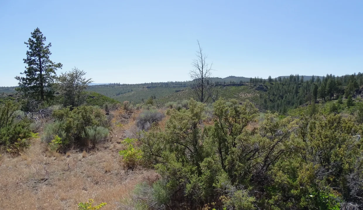 or-pines-area-image-1