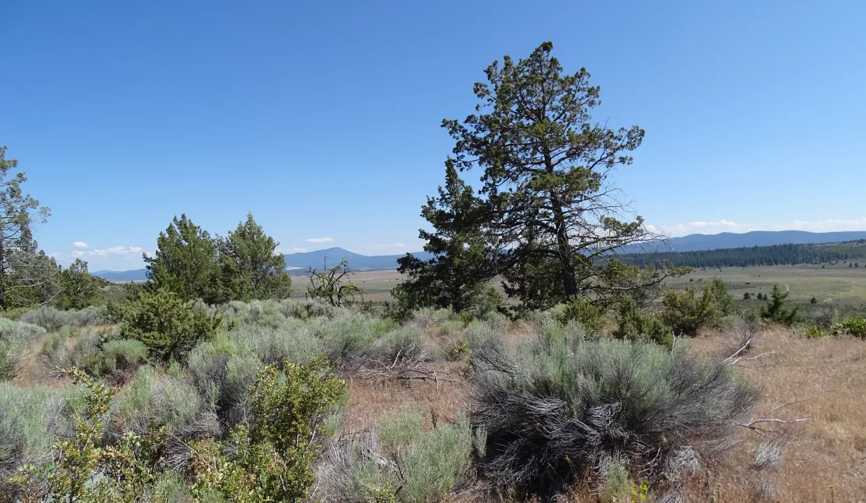 or-pines-area-image-3b