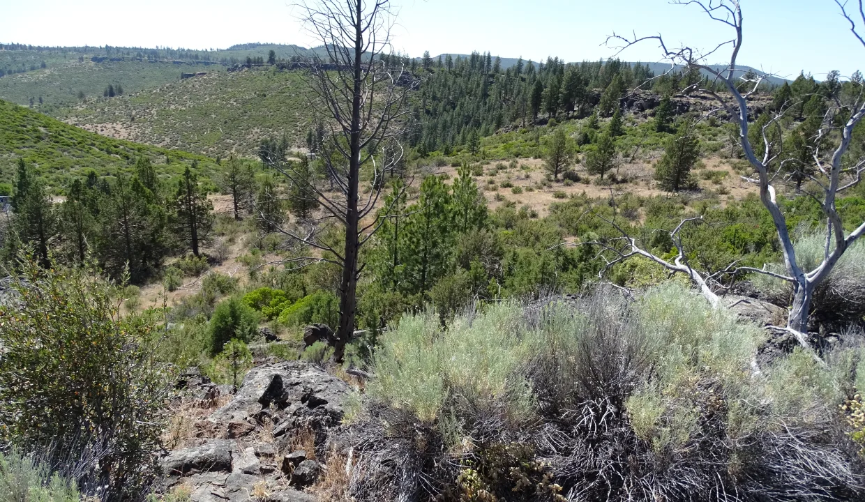 or-pines-area-image-8a