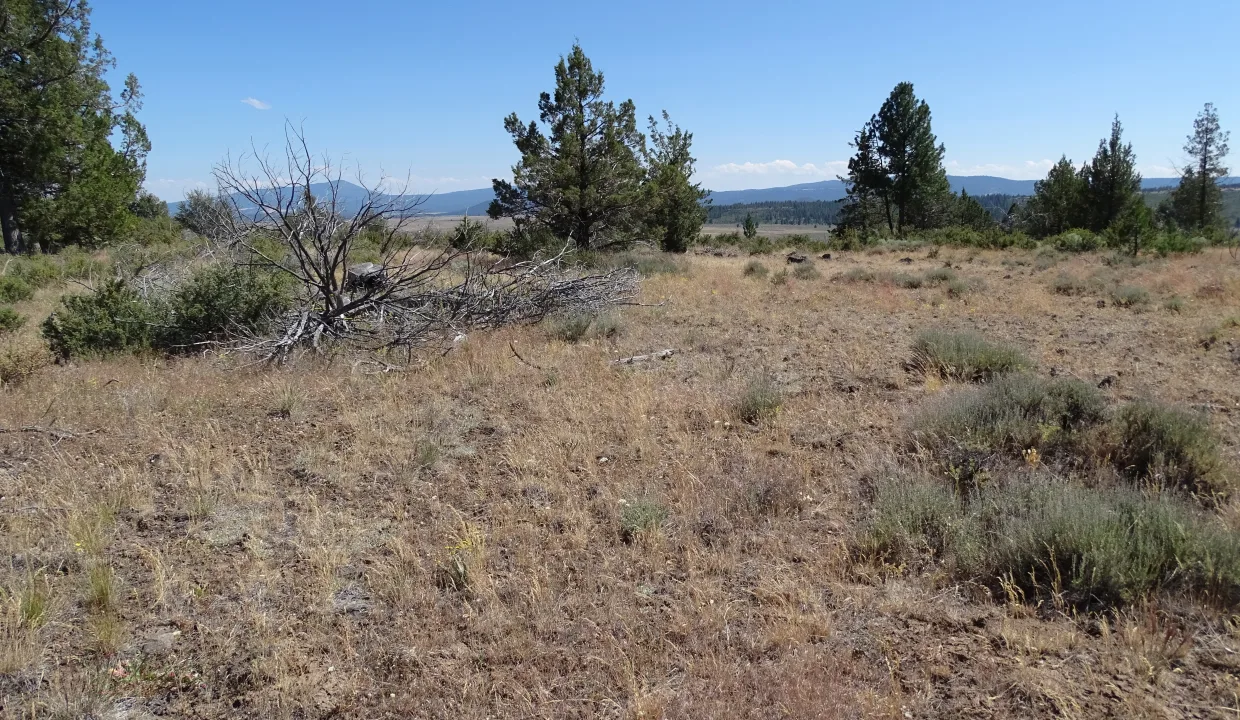 or-pines-area-image-12