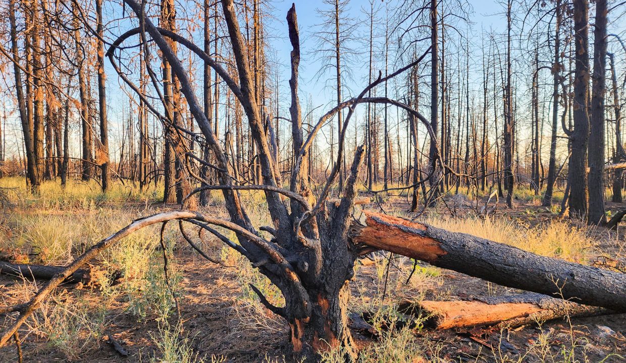 401381-Middle of property 3