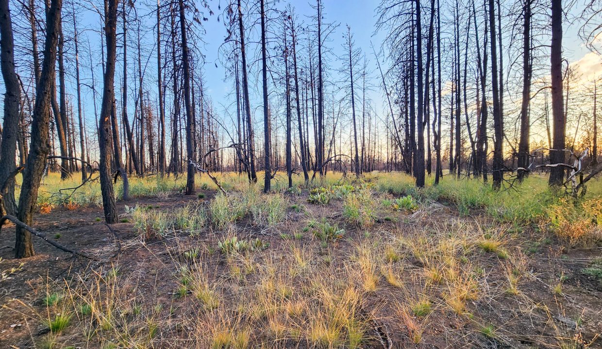 401381-N edge of property 1