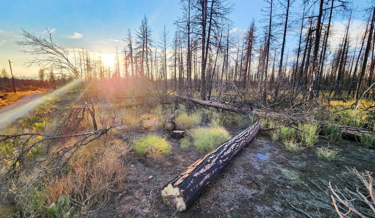 401381-S edge of property 7