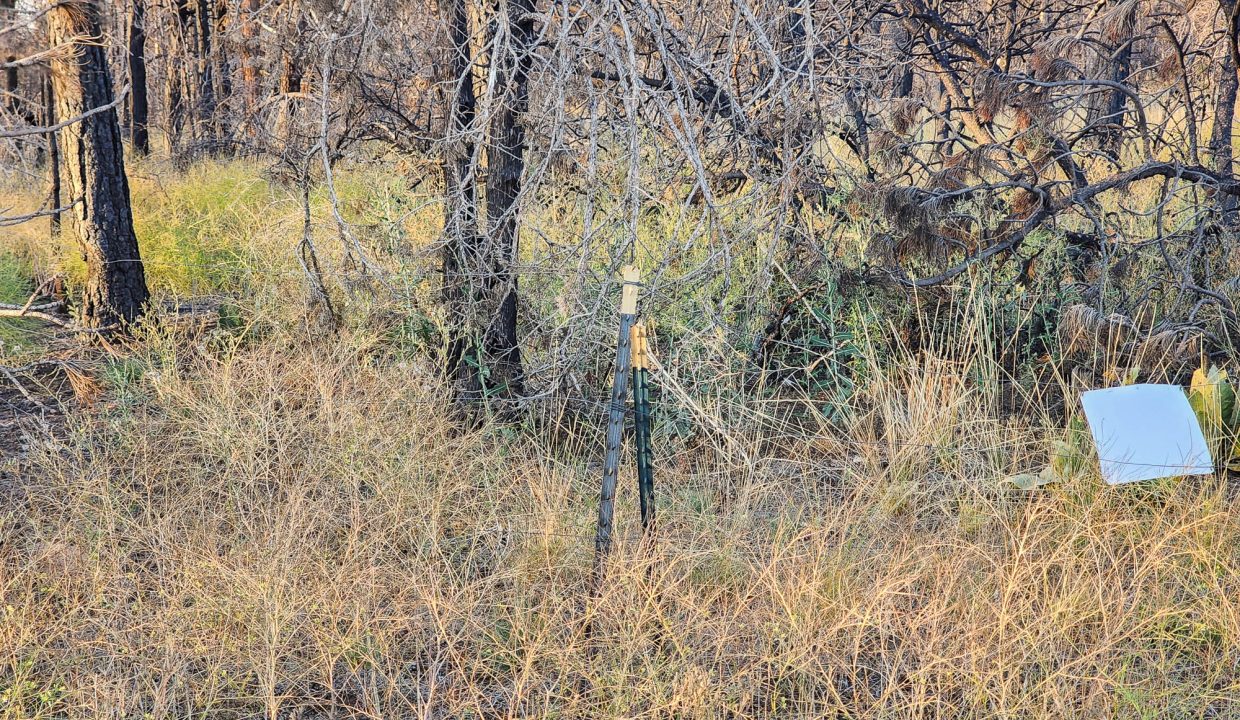 401381-S edge of property 10