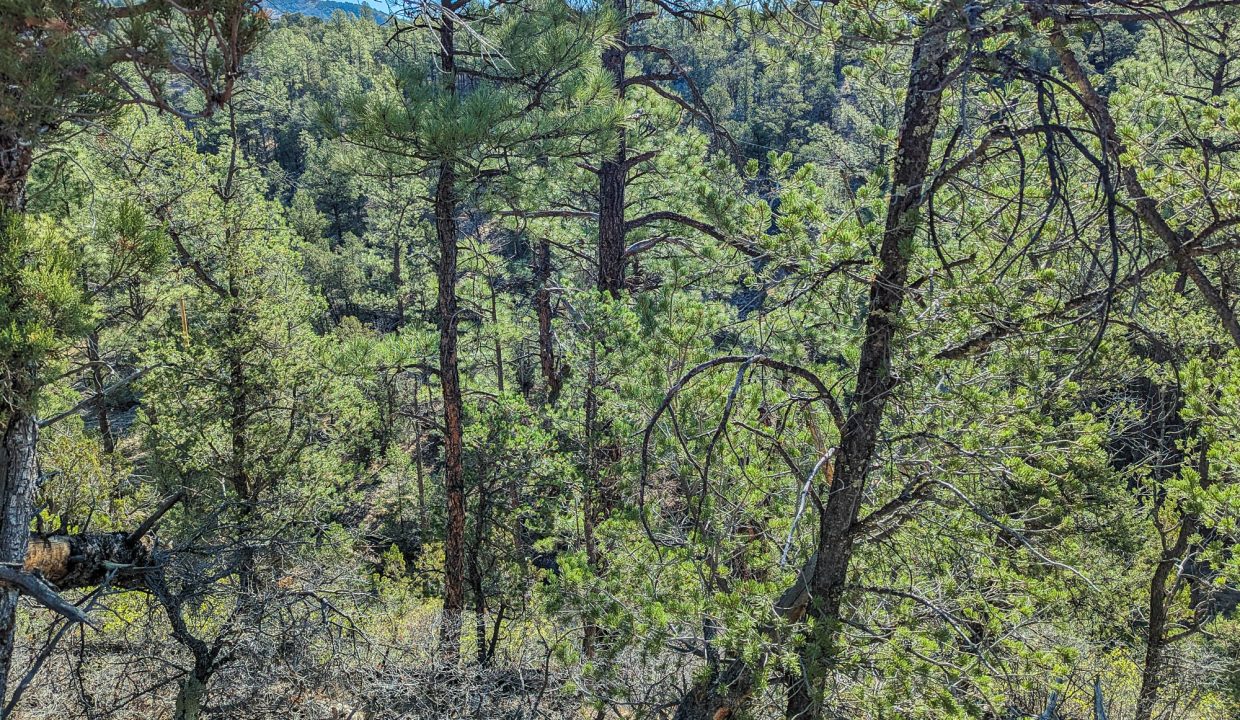 11O4072113475333-Looking E into the middle of the property
